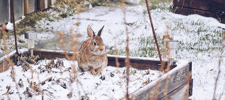 Tips for Protecting Your Plants In Cold Weather 