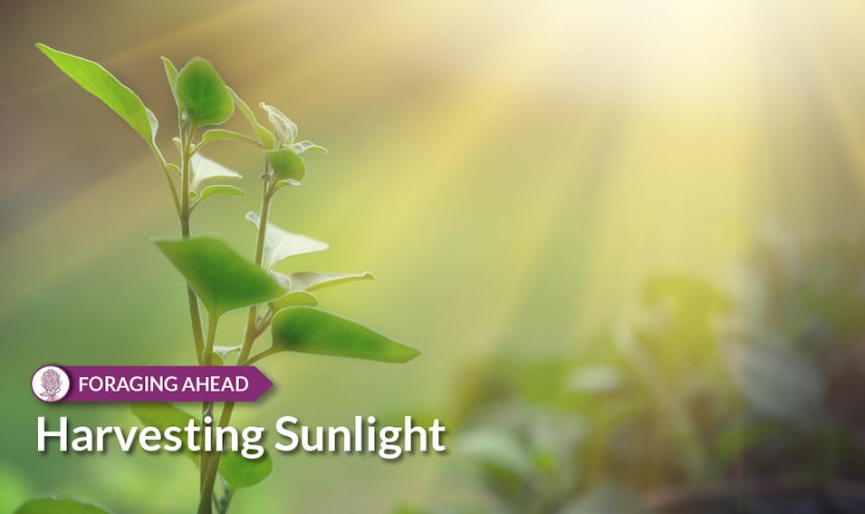 Foraging Ahead with Dr. Don Ball: Harvesting Sunlight