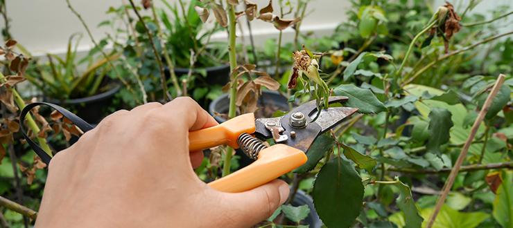 Pruning Your Garden in Late-Winter