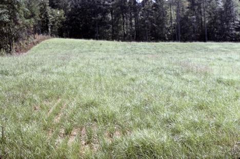 Using Bahiagrass in Crop Rotations