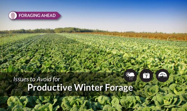 Foraging Ahead with Dr. Don Ball: 9 Reasons Winter Annual Forages See Production Problems