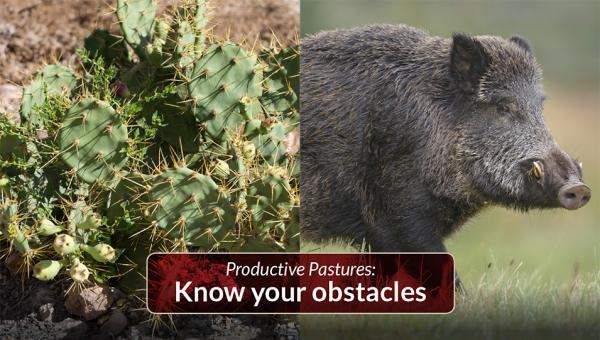 Know your obstacles when establishing a pasture