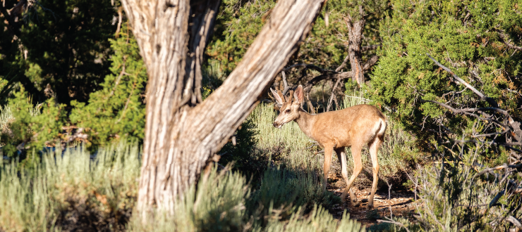 Start the Hunting Season Off Strong with PlotSpike