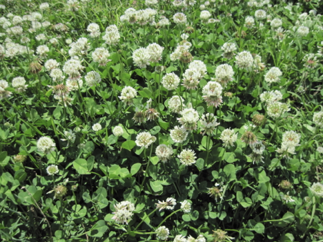 White Clover is a Winner