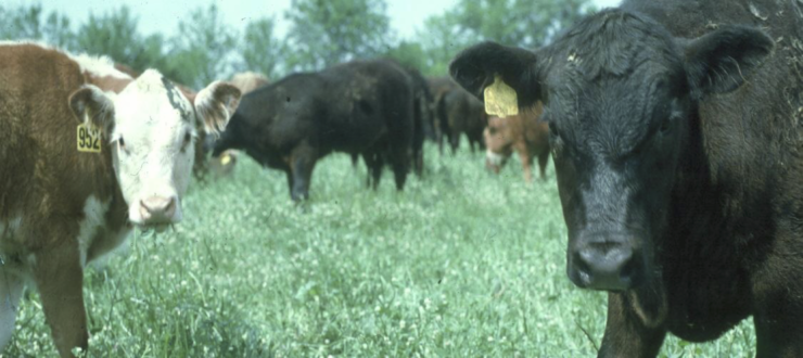 FORAGING AHEAD WITH DR. DON BALL: WINTER ANNUAL MANAGEMENT MATTERS