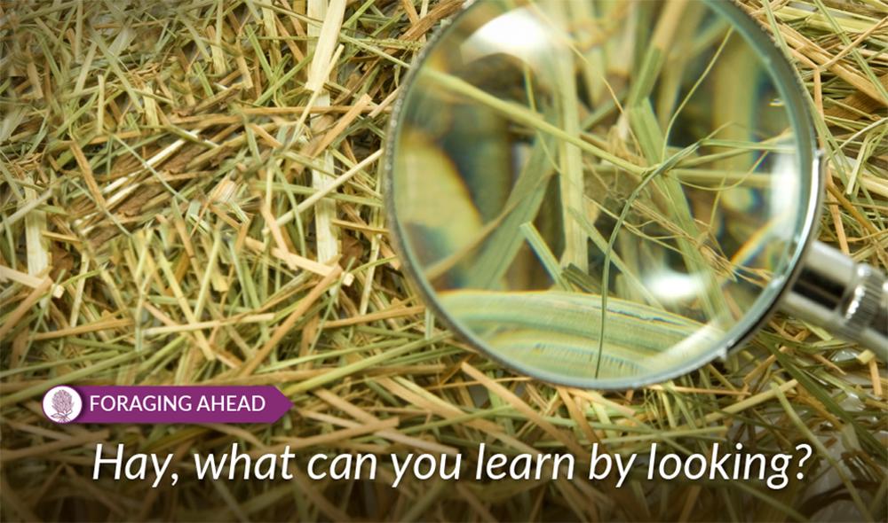 Foraging Ahead with Dr. Don Ball: What can we learn with a simple examination of hay?