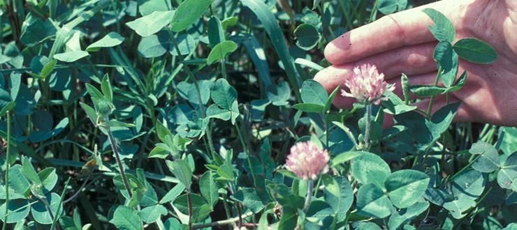 Red Clover: A ‘Work Horse’ Forage Legume