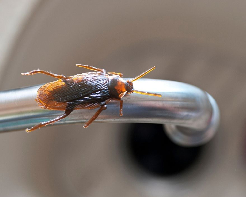 A cockroach crawls onto a water faucet