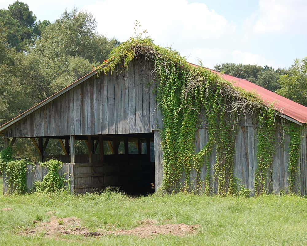 Long vines grow rampant on a barn before using Total Vegetation Control.