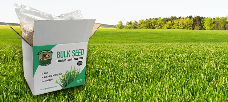 Bulk Bags Amenity Ryegrass Over Seeding 25 Kg Sports Pitch Repair Grass Seed 